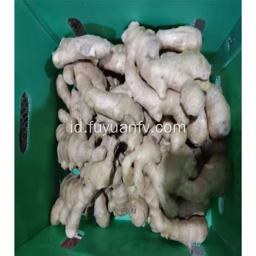 300g dan jahe kering udara